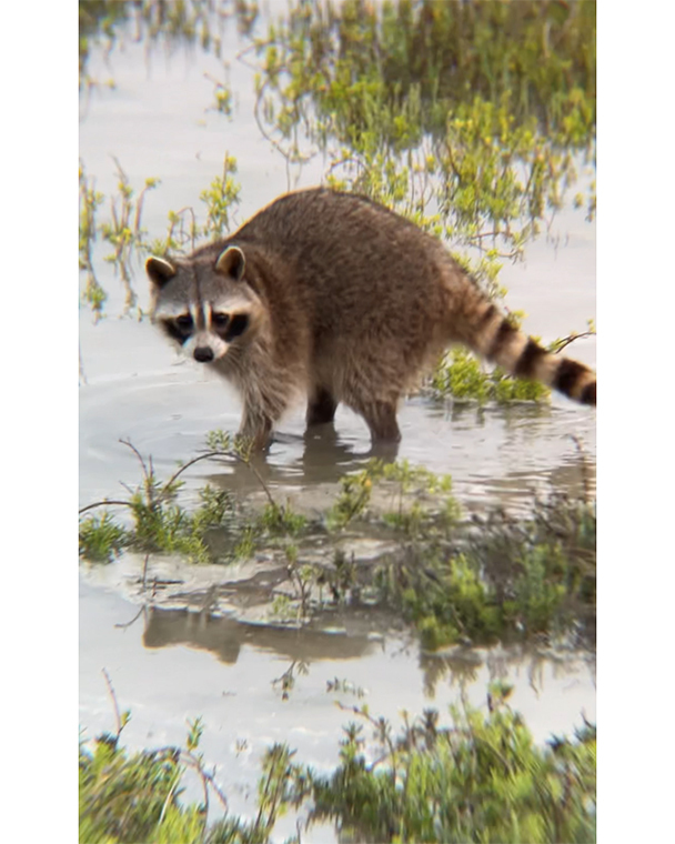 Color photograph of a racoon in shallow water with vegetation
