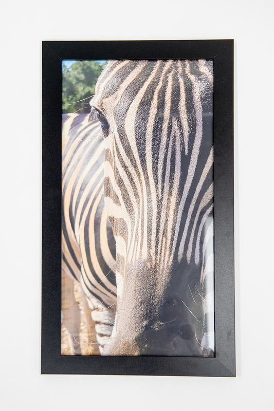 Image of a zebra's face close up.