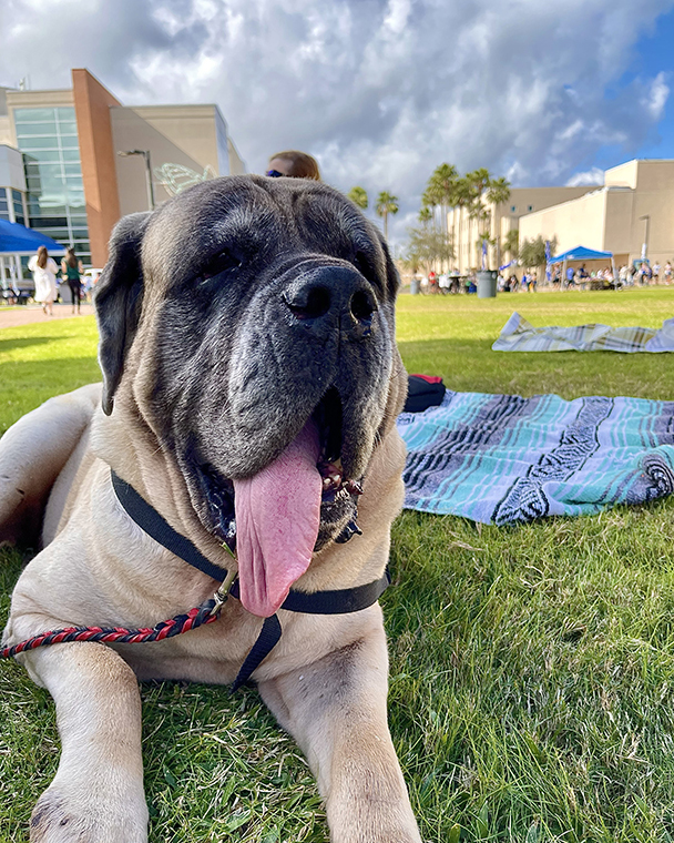 Color photograph of a large dog resting on a lawn. The dog's tongue is hanging out. The background includes a blanket, buildings, palm trees, and a cloudy sky.