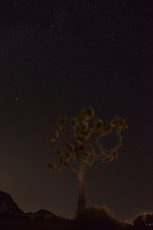 Image of a cactus like tree against a night sky. Stars are visible in the sky.