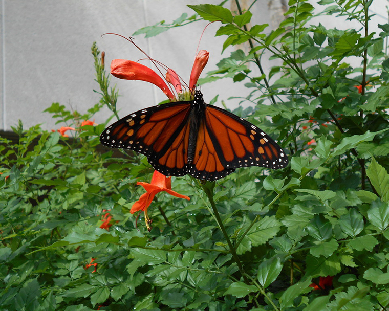 Color photograph of a Monarch butterfly perched in a flower bush