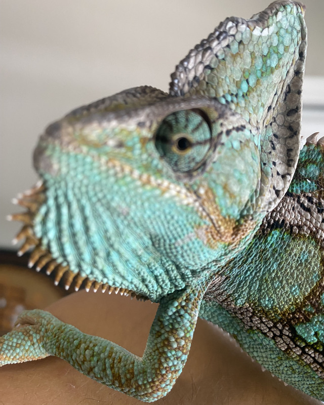 color photograph of a chameleon