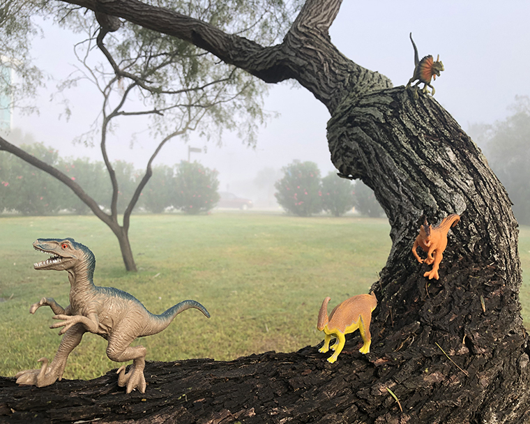 Color photograph of plastic dinosaurs positioned on a mesquite tree. The background includes a foggy view of lawn with trees and bushes.