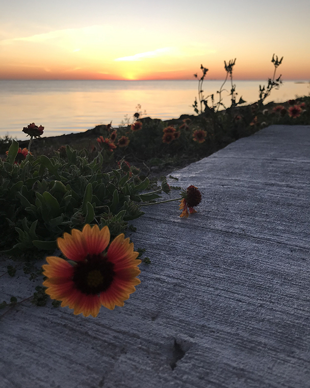 Color photograph of a sunset over a shoreline. The foreground includes a flower lined path, the colors of the flowers are repeated in the sunset.