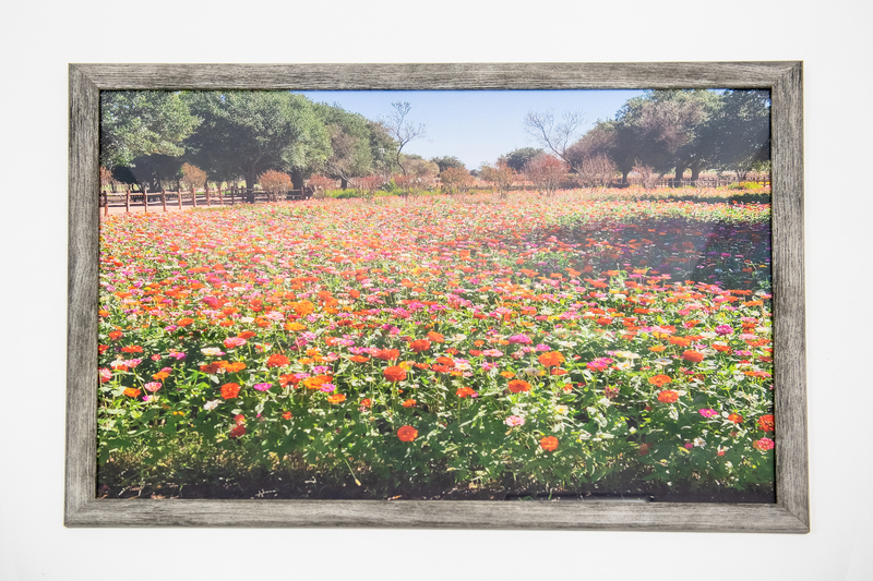 A field of orange, pink, and red flowers.