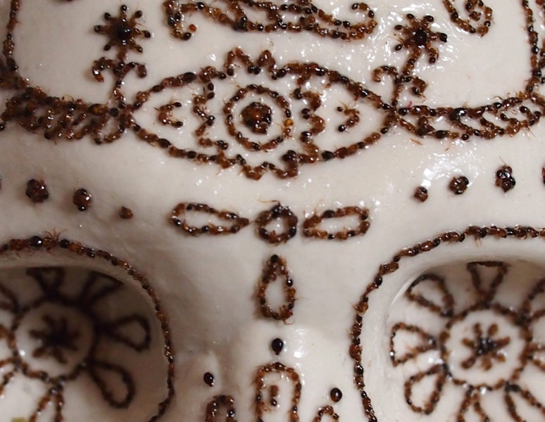 Close up image of a ceramic art piece in an elongated bowl shape with rough edges. The bowl is black with white lines radiating from the center. The center has a skull figure, decorated in detail, using fire ants.
