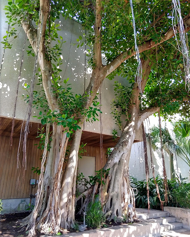 Color photograph of two large Banyan Trees on the side of a building