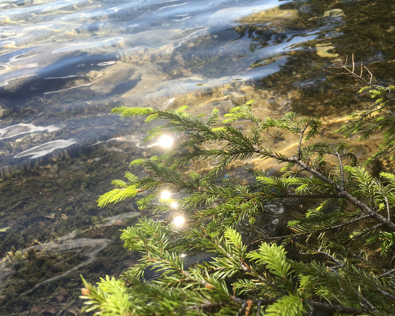 color photograph of a needled tree branch over clear shallow water, reflecting the sunlight