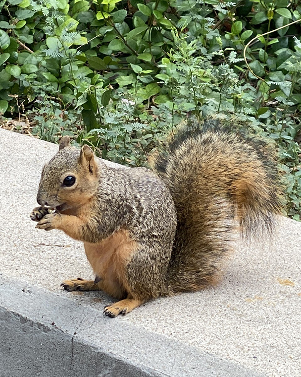 Color photograph of a squirrel eating on a concrete ledge with greenery in the background