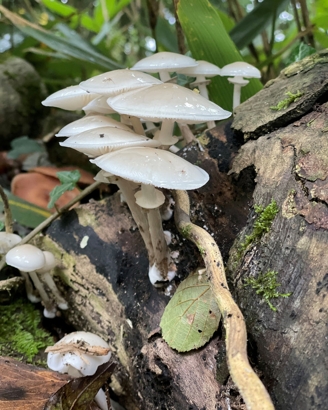 color photograph of white mushrooms growing out of mossy wood