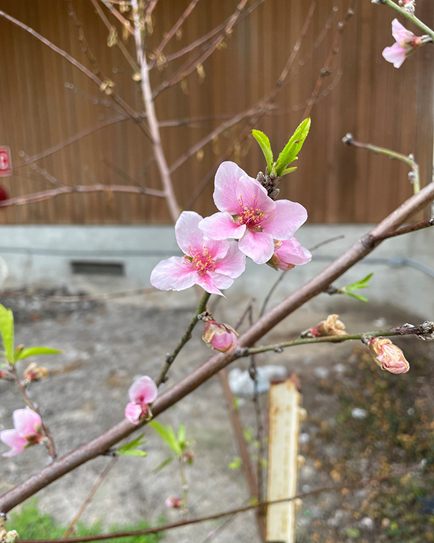 Color photograph of a peach blossom