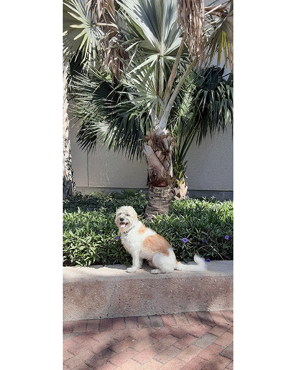 Color photograph of a shaggy ginger and white dog sitting on the raised edge of a flower bed