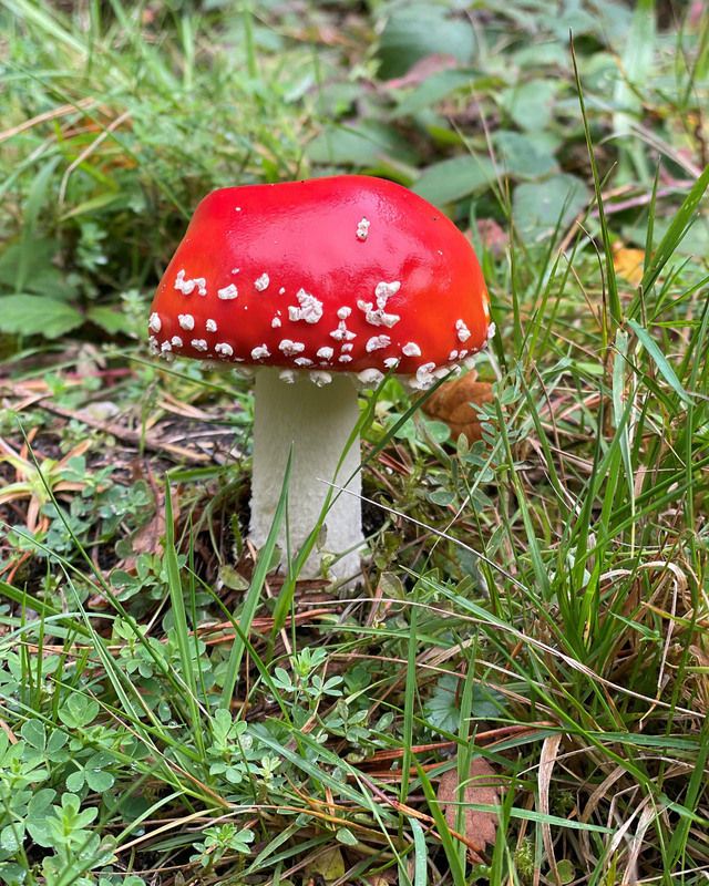 color photograph of a red capped mushroom surrounded by greenery
