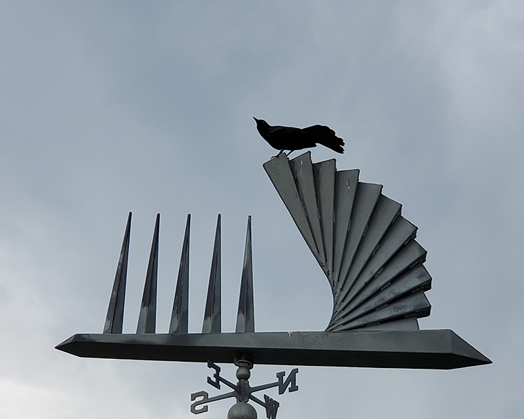 Color photograph of a bird perched on a weather vane