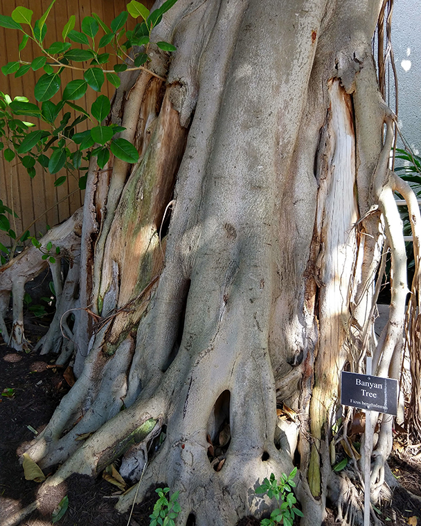 Color photograph of the roots of a large Banyan Tree, the image includes a small sign identifying the tree.