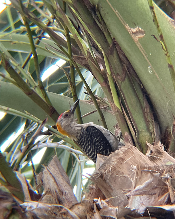 Color photograph of a woodpecker in a palm tree