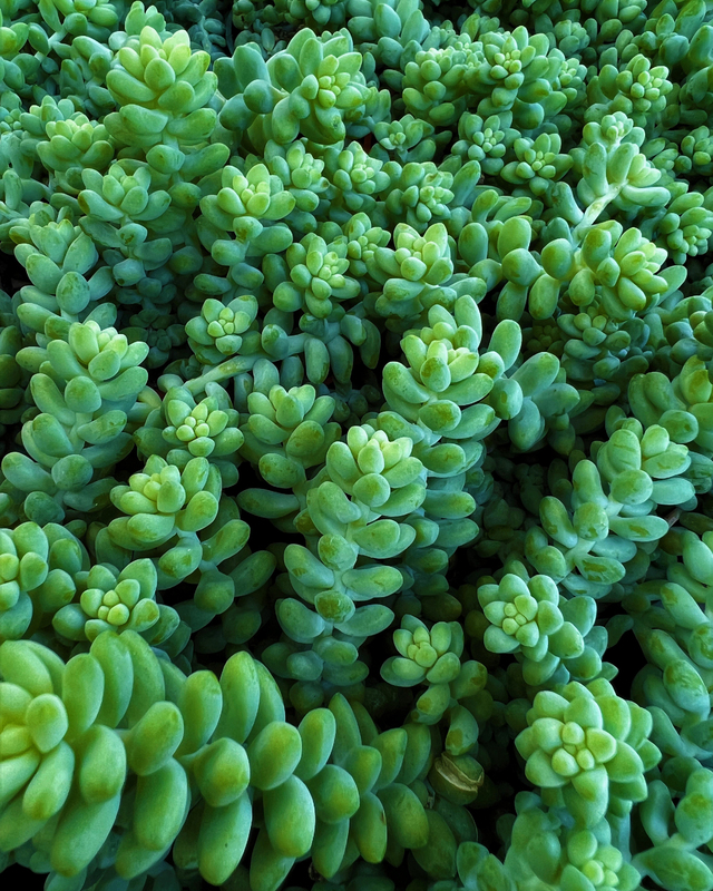 color photograph of green plants