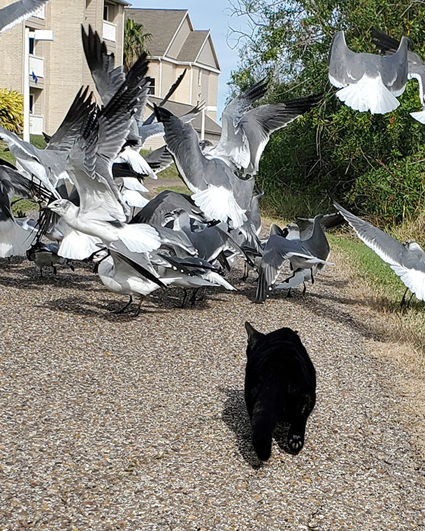 Color photograph of a black cat crouching to approach a large group of seagulls on a paved path.