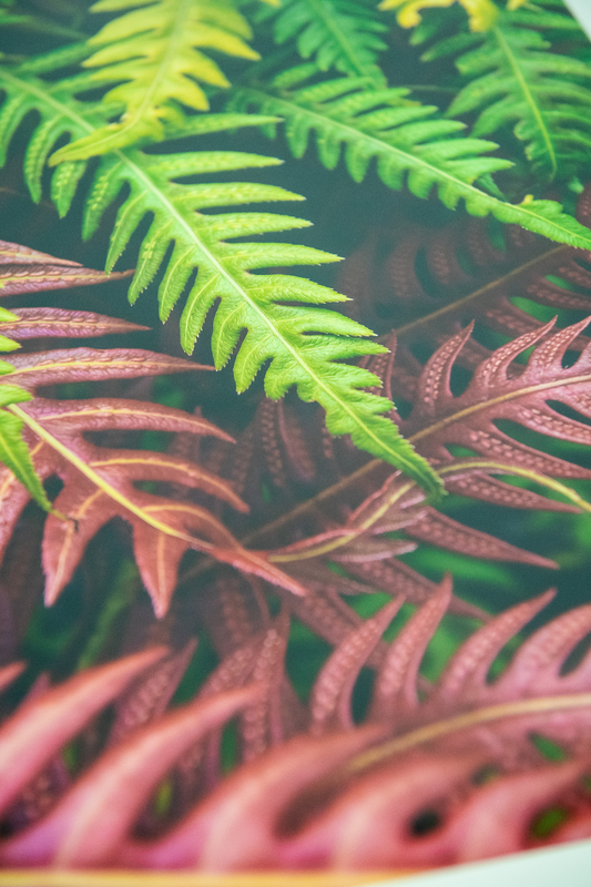 A close up image of fern leaves. 