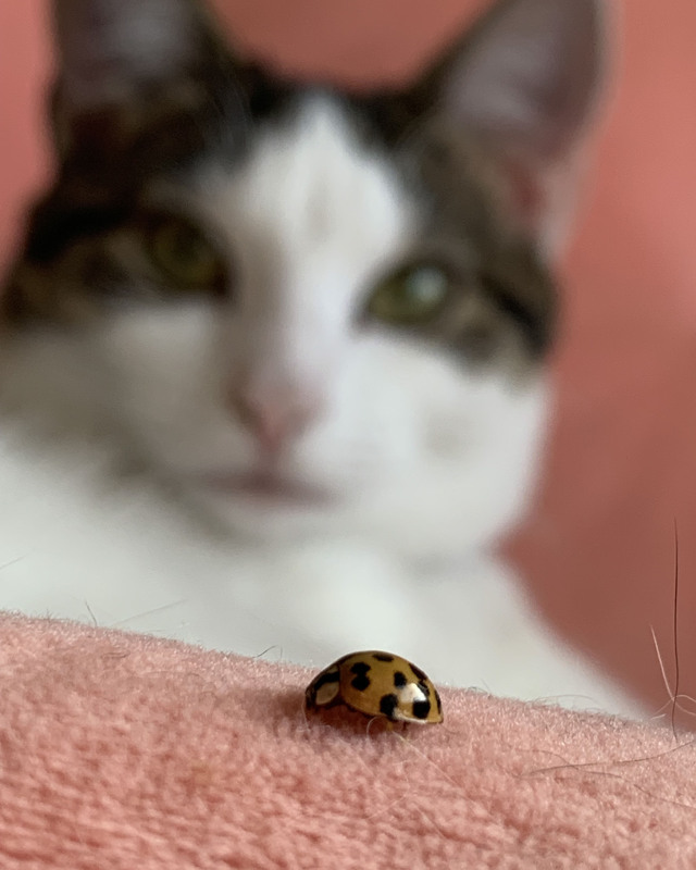 color photograph of a lady bug with a cat in the background