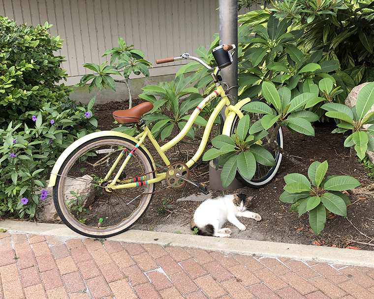Color photograph of a cat napping under a bicycle chained to a lamp post in lush foliage
