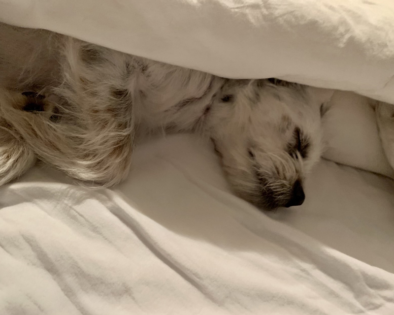 photograph of a small white dog sleeping under the covers