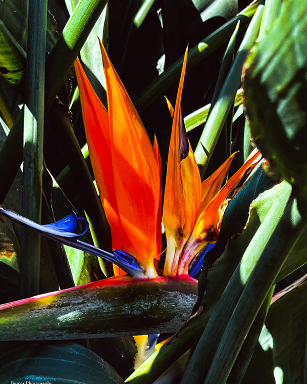 Color photograph of a Bird of Paradise bloom