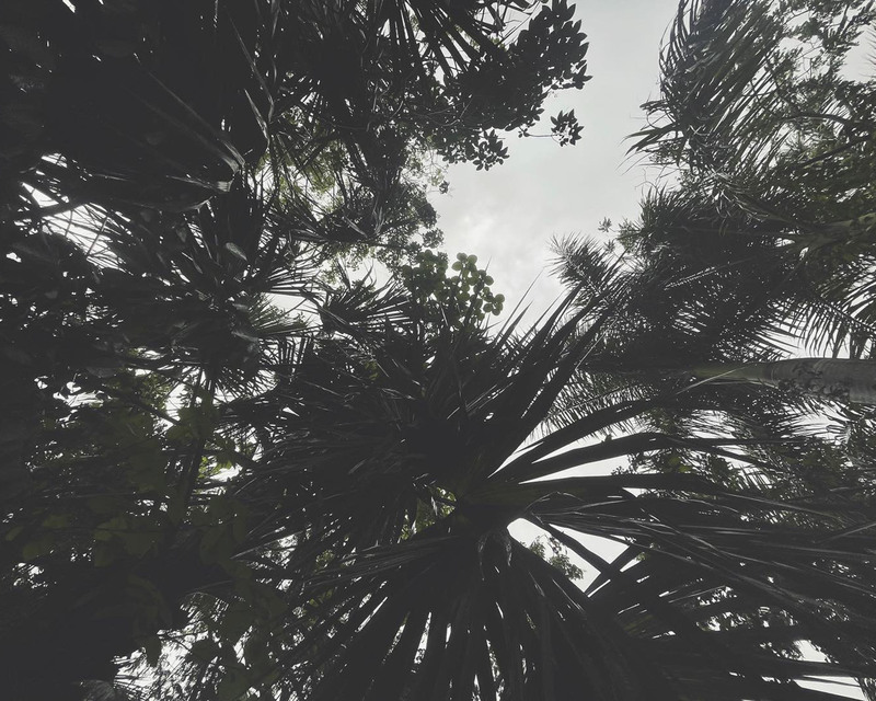 photograph looking up through palms and other foliage
