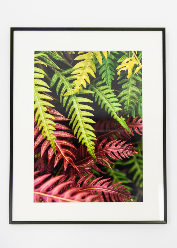Image of multi-colored ferns. 