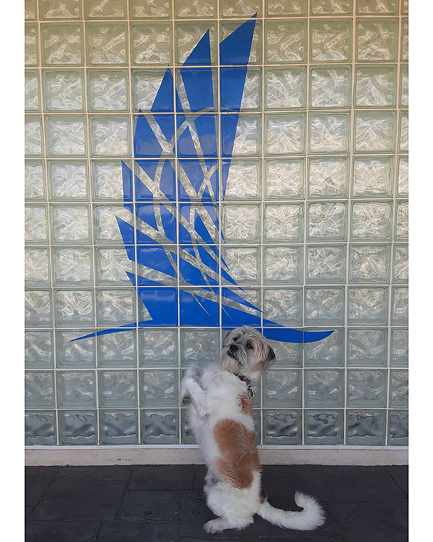 Color photograph of a shaggy ginger and white dog balancing on it's hind legs in front of a glass brick window