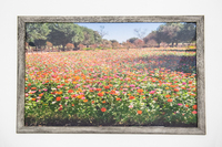 A field of orange, pink, and red flowers.